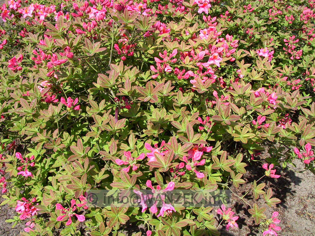 Azalea knaphill Berryrose.jpg